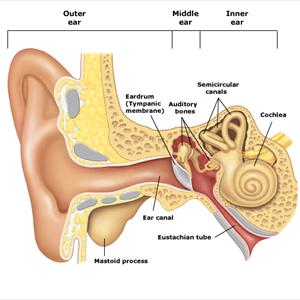 Tinnitus And Acupuncture - Why Do Have Ringing Ears Concert And How To Deal With It