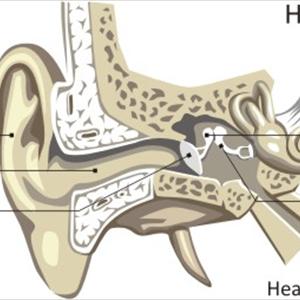Archers Tinnitus - Cures For Tinnitus - Want To Know 5 Tips For Solving Tinnitus? 